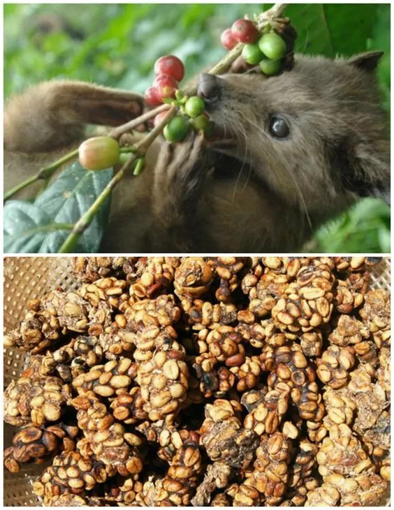 Chappi Weasel Coffee Powder